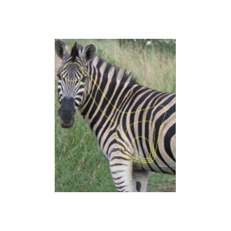 Zebra target - CHASA (Folded)