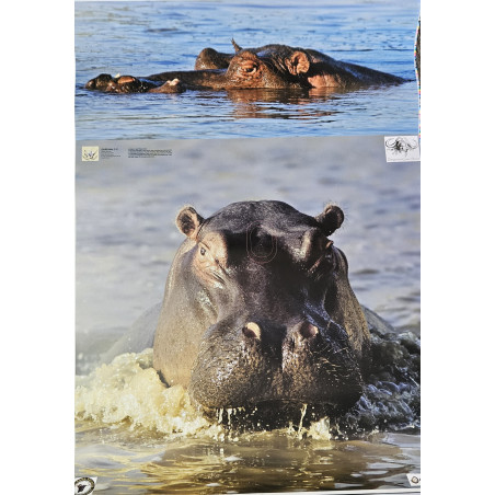 Target Hippo